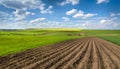 Rows of planting potatoes and  fresh field of winter wheat in spring Royalty Free Stock Photo