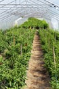 Rows of plants in a Greenhouse