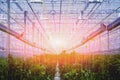 Rows of plants growing inside big industrial greenhouse.