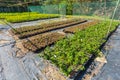 Plants nursery with various shrubs