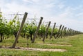 Rows of plants in the vineyard, blue sky