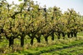Rows with plum or pear trees with white blossom in springtime in farm orchards, Betuwe, Netherlands Royalty Free Stock Photo
