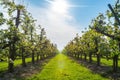 Rows with plum or pear trees with white blossom in springtime in farm orchards, Betuwe, Netherlands Royalty Free Stock Photo