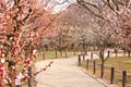 Rows of plum trees