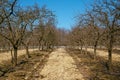 Rows of plum trees in an orchard Royalty Free Stock Photo