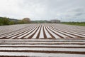 Rows of Polytunnels Royalty Free Stock Photo