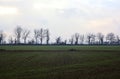 Rows of poplars at the edge of a field seen from the distance on a cloudy day Royalty Free Stock Photo
