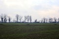 Rows of poplars at the edge of a field seen from the distance on a cloudy day Royalty Free Stock Photo
