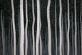 Rows of poplars in a tree farm Royalty Free Stock Photo