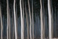 Rows of poplars in a tree farm