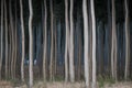 Rows of poplars in a tree farm