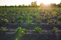 Rows of potato bushes on a farm plantation. Olericulture. Vegetable rows. Growing food for sale. Agriculture and agro industry Royalty Free Stock Photo