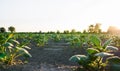 Rows of potato bushes on a farm plantation. Potato plantation at sunrise. Olericulture. Growing food for sale. Agriculture Royalty Free Stock Photo