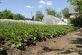 Rows of potato bushes in the garden Royalty Free Stock Photo