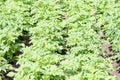 Rows of potato bushes planted in the garden Royalty Free Stock Photo