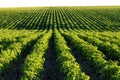 Rows of potato plants in an Idaho potato farm. Royalty Free Stock Photo