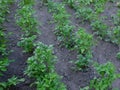 Rows of potatoes grow in the garden. Potato stalks Royalty Free Stock Photo