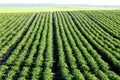 Rows of Potatoes in Idaho farm fields. Royalty Free Stock Photo