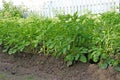 Rows of potatoes with tops in the garden