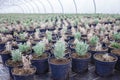 Rows of pots with lavender at plant nursery, young garden center and greenhouse, small business