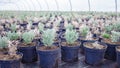 Rows of pots with lavender at plant nursery, young garden center and greenhouse, small business