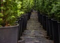 Rows of pots with western thuja seedlings. Scale bottom view