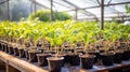 Rows of potted plants neatly arranged in a greenhouse Royalty Free Stock Photo