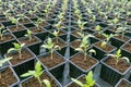 Rows of Potted Seedlings in Greenhouse