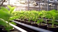 Rows of Potted Seedlings and Young Plants Royalty Free Stock Photo