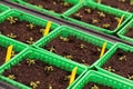 Rows of Potted Seedlings and Young Plants in Greenhouse Royalty Free Stock Photo