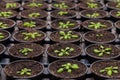 Rows of Potted Seedlings and Young Plants in Greenhouse Royalty Free Stock Photo