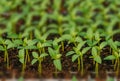 Rows of potted seedlings and young plants Royalty Free Stock Photo