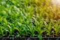 Rows of potted seedlings and young plants Royalty Free Stock Photo