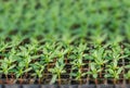 Rows of potted seedlings and young plants Royalty Free Stock Photo