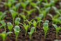 Rows of potted seedlings and young plants Royalty Free Stock Photo