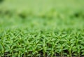 Rows of potted seedlings and young plants Royalty Free Stock Photo