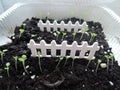 Rows of potted seedlings and young plants. Selective focus Royalty Free Stock Photo