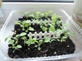 Rows of potted seedlings and young plants. Selective focus Royalty Free Stock Photo