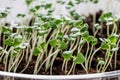 Rows of potted seedlings and young plants Royalty Free Stock Photo