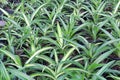 Rows of potted tiny spider plant seedlings