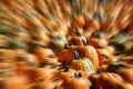 Rows of Pumpkins in Bright Sunlight Harvested in Fall Orange Autumn Zoom Blur Royalty Free Stock Photo