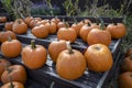 Rows of pumpkins sit on a cart at a farmers market. Royalty Free Stock Photo