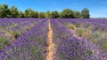 Rows of a purple flowering lavender field Royalty Free Stock Photo