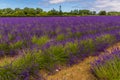 Rows of purple lavender blooming in a field in the village of Heacham, Norfolk, UK