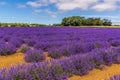 Rows of purple lavender ready for harvesting in a field in Heacham, Norfolk, UK