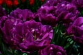 Rows of purple tulip flowers on tulip bulb farm on sunny Beautiful and colorful Washington State tulip fields after a Royalty Free Stock Photo