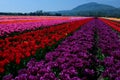 Rows of purple tulip flowers on tulip bulb farm on sunny Beautiful and colorful Washington State tulip fields after a Royalty Free Stock Photo