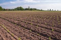 Rows of recently planted Celery plants Royalty Free Stock Photo