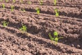 Rows of recently planted Celery plants Royalty Free Stock Photo