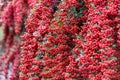 Rows of red berries in the garden